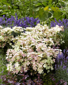 Bild von Hydrangea